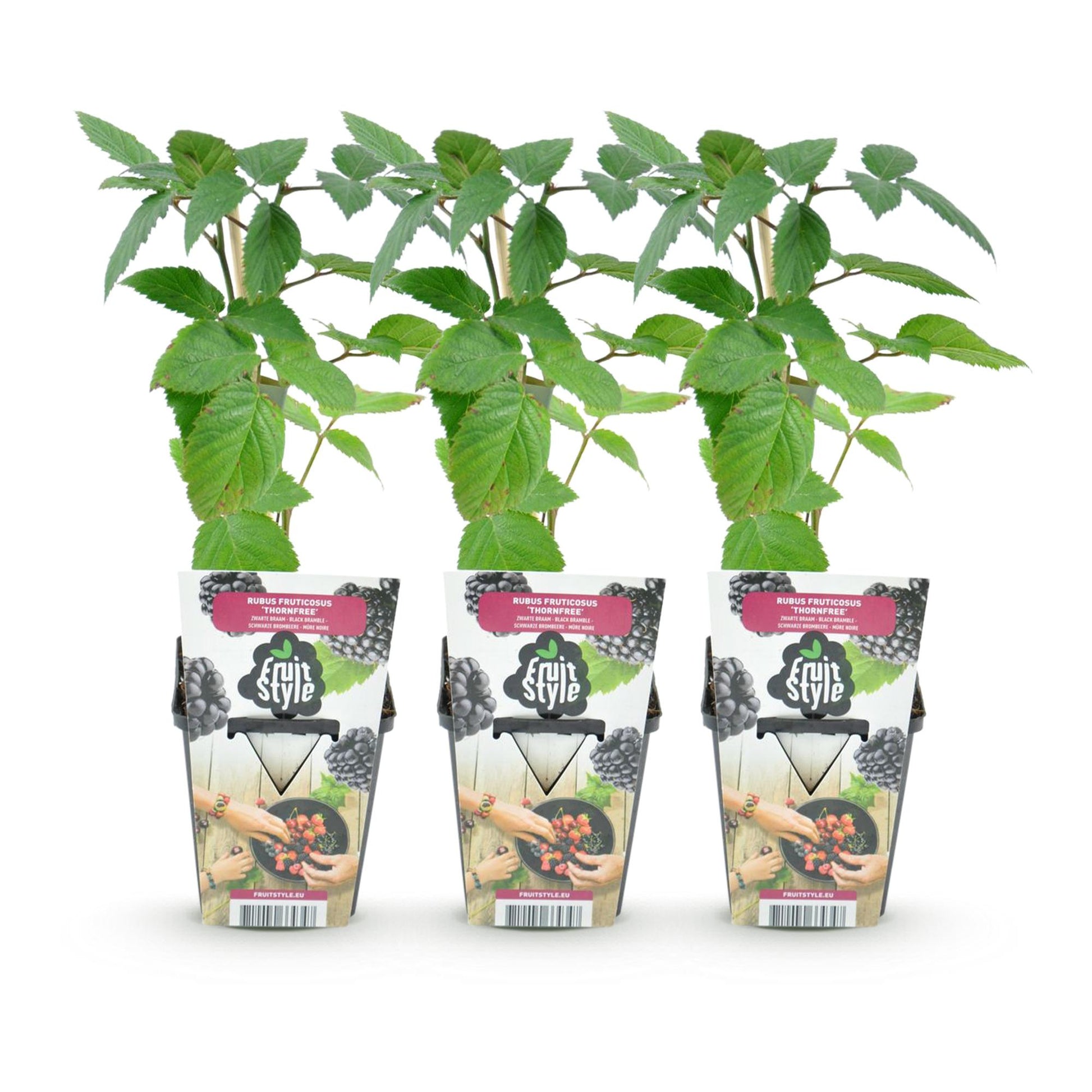 Ronce sans épines Rubus Thornfree : trois jeunes plants en pot de 9cm avec des étiquettes présentant des mûres, sur fond blanc.