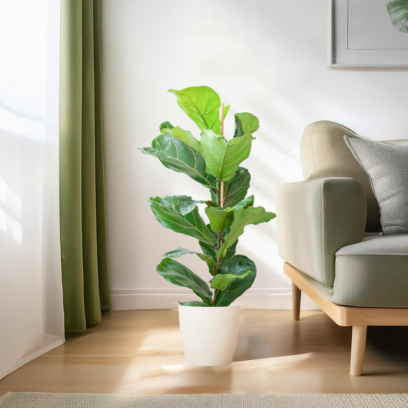 Ficus Lyrata avec pot Potter blanc - 80cm - Ø21