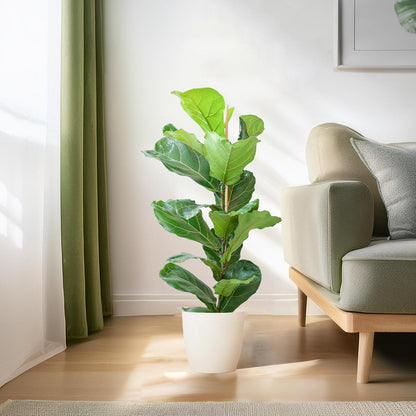 Ficus Lyrata avec pot Potter blanc - 80cm - Ø21