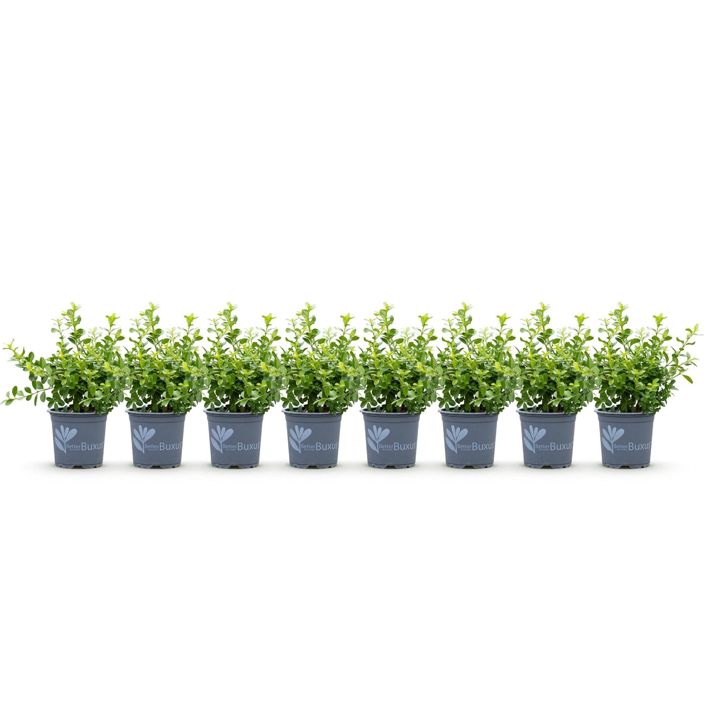 Buxus Haie BetterBuxus Babylon Beauty, 7 plants en pots alignés sur fond blanc.