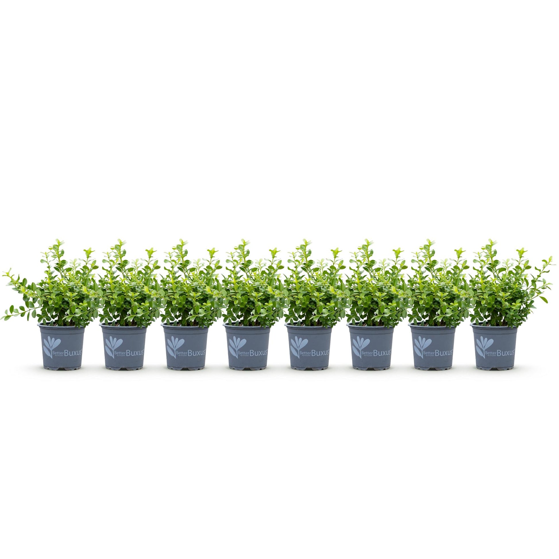 Buxus Haie BetterBuxus Babylon Beauty, 7 plants en pots alignés sur fond blanc.