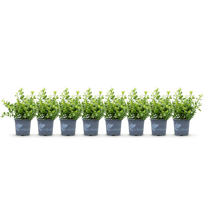 Buxus Haie BetterBuxus Babylon Beauty, 7 plants en pots alignés sur fond blanc.