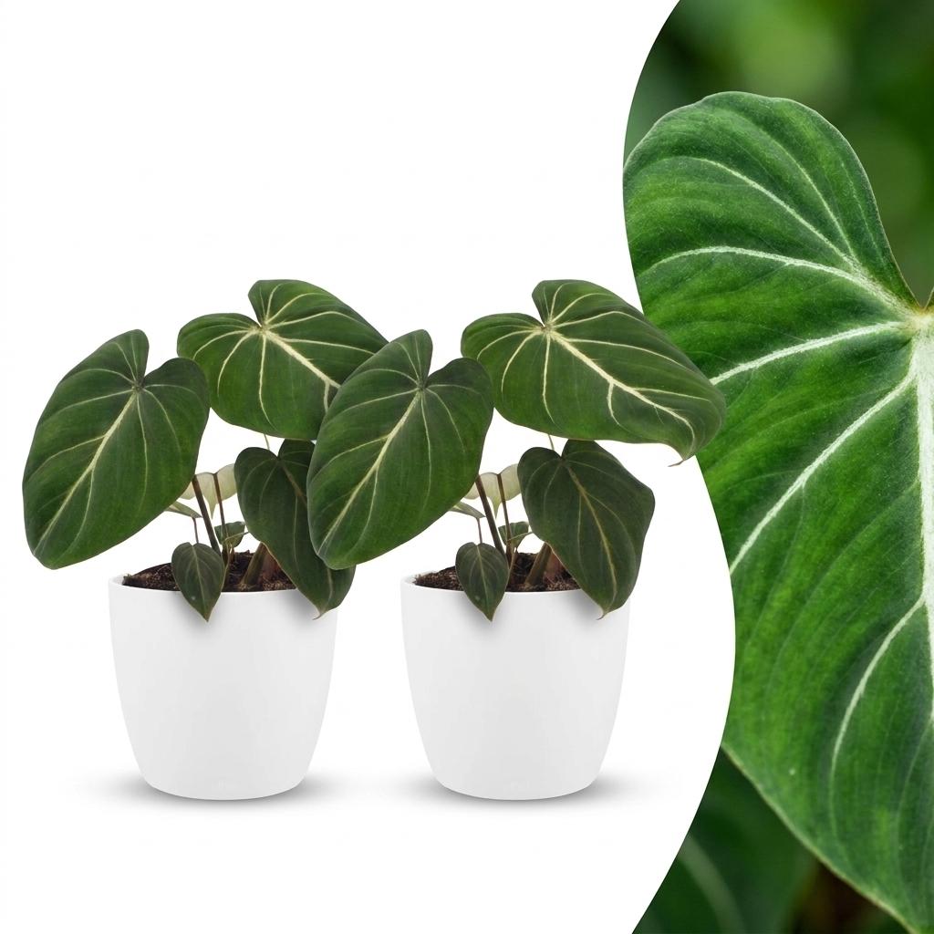 Philodendron Gloriosum - Pot de 12cm