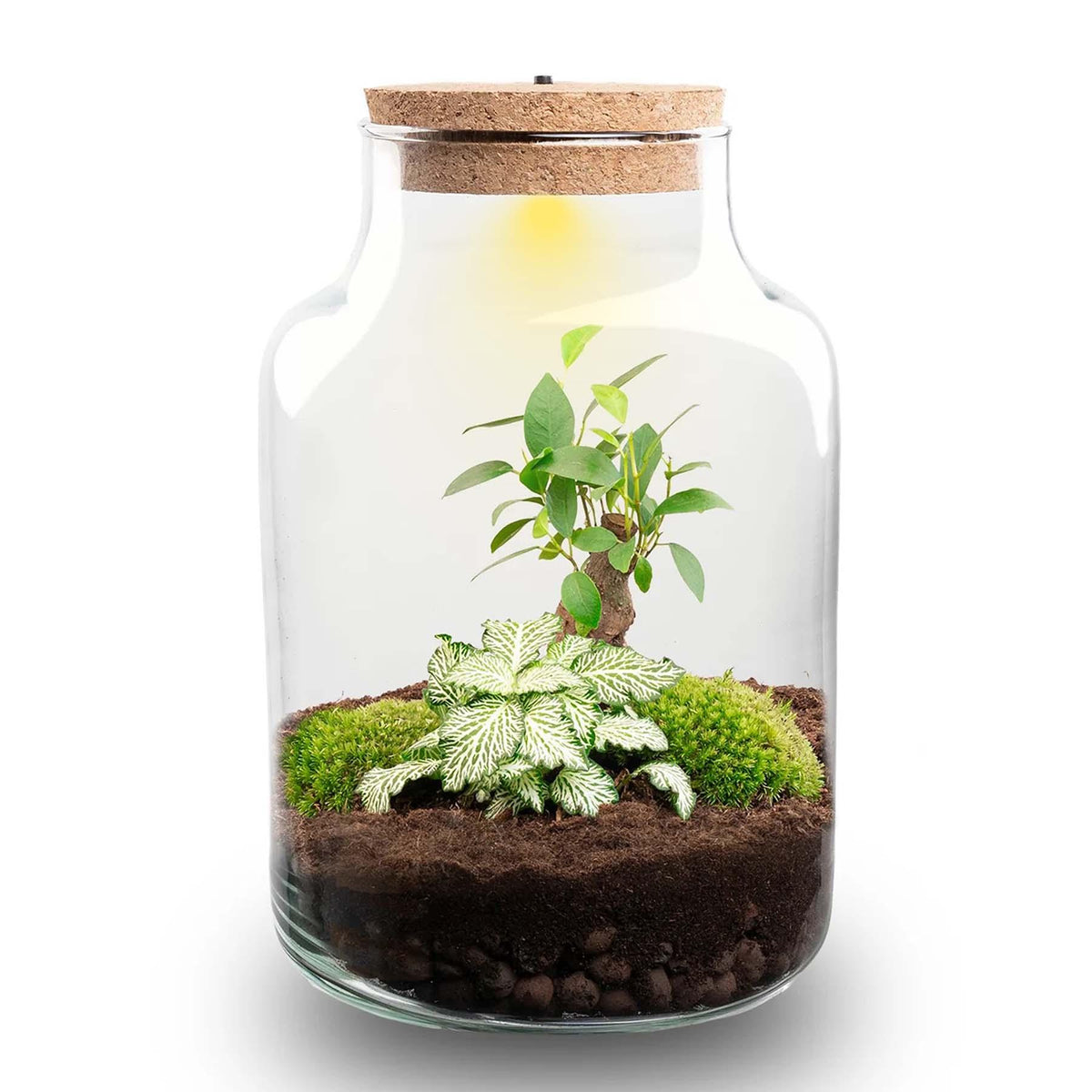 Kit terrarium lumineux bonsaï Ficus Ginseng et Fittonia, bouteille en verre à bouchon LED, hauteur 25 cm