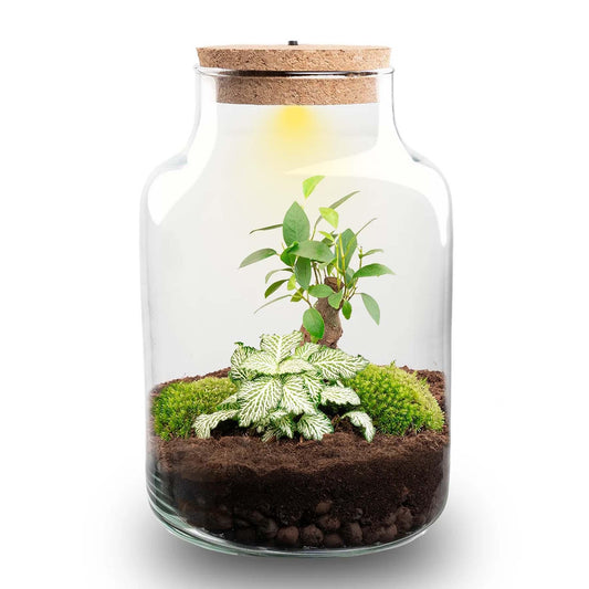 Kit terrarium lumineux bonsaï Ficus Ginseng et Fittonia, bouteille en verre à bouchon LED, hauteur 25 cm