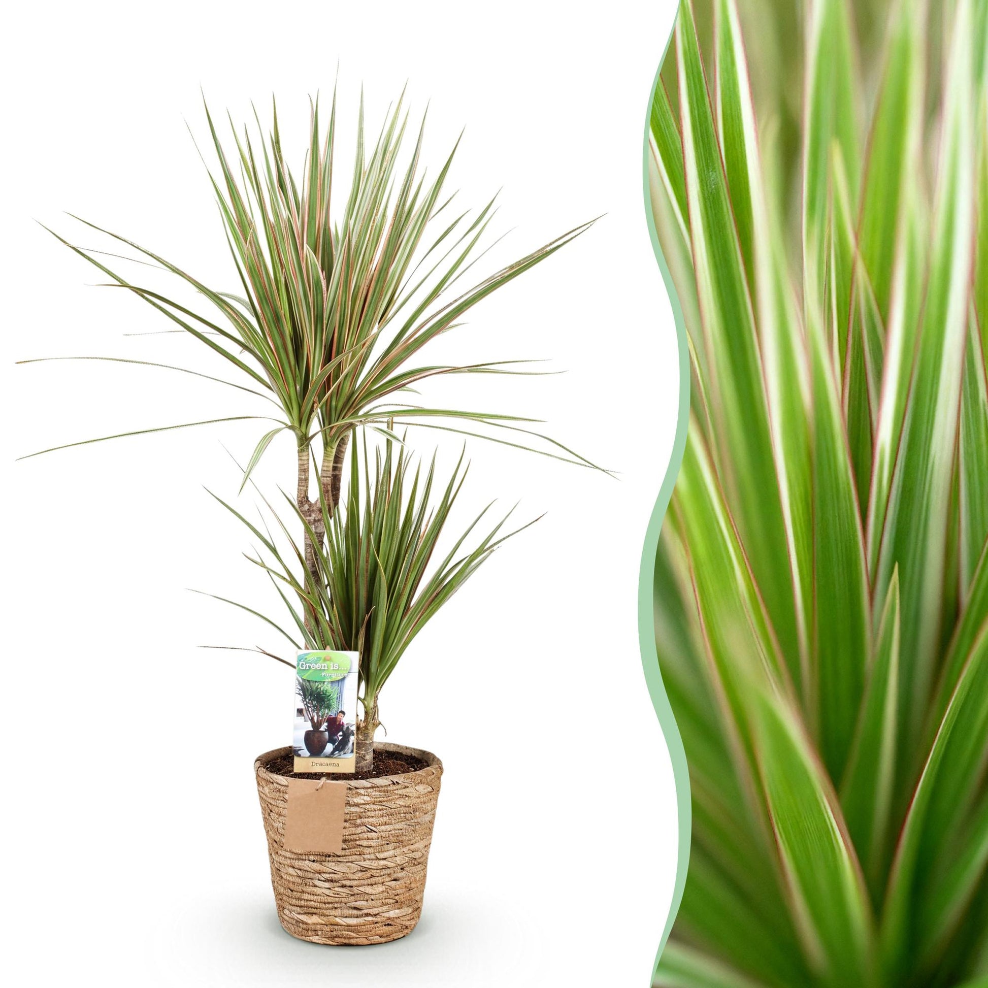 Plantes d'intérieur - Dracaena Marginata Bicolor - Dragonnier - Peu d'entretien - avec panier - Vert - marron - 1 Plante - Pot 17cm - Hauteur 70-75cm