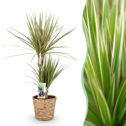 Plantes d'intérieur - Dracaena Marginata Bicolor - Dragonnier - Peu d'entretien - avec panier - Vert - marron - 1 Plante - Pot 17cm - Hauteur 70-75cm