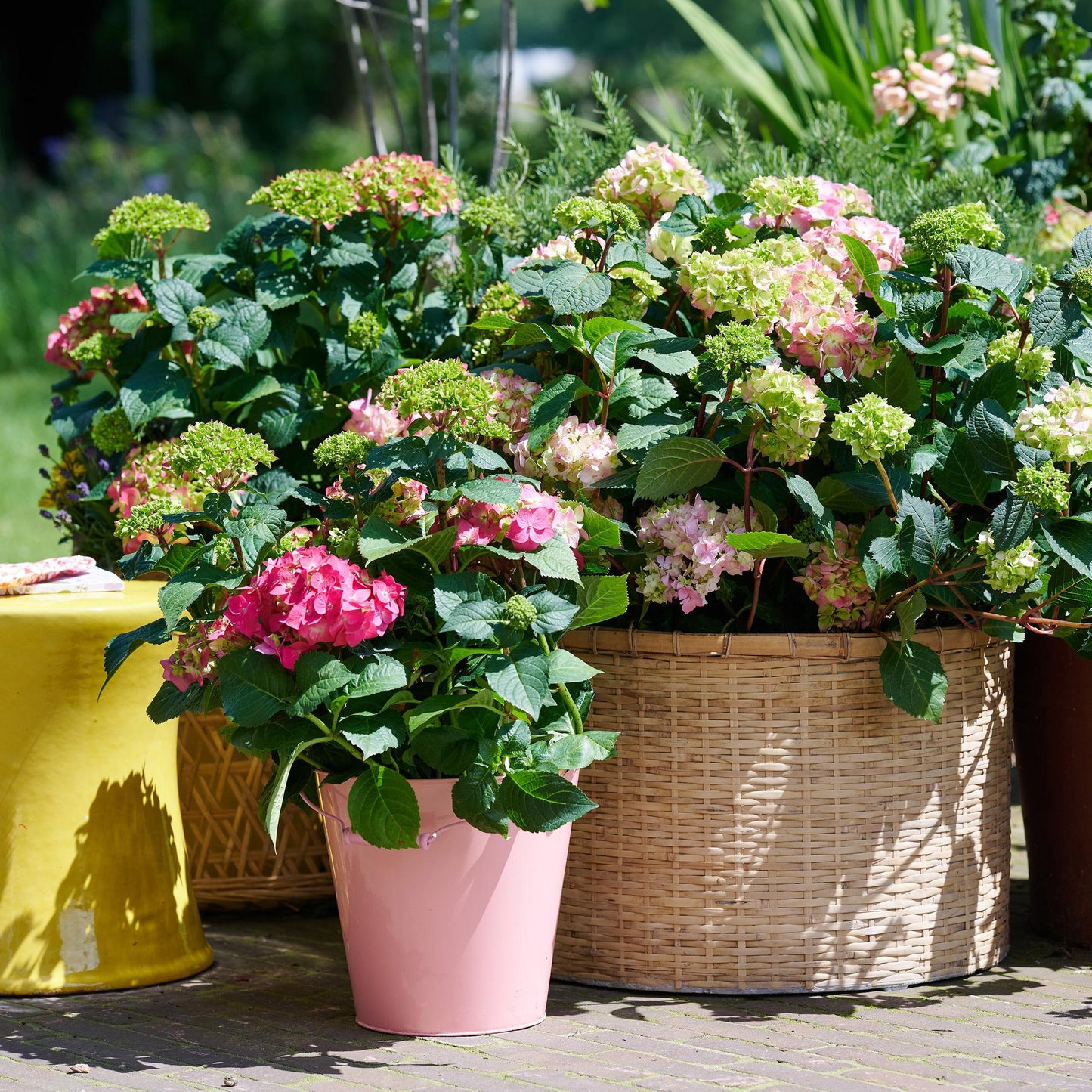 Hydrangea Endless Summer The Original Pink : Gros plan sur plusieurs hortensias roses et verts en pot, dans des paniers et seaux, sur une te