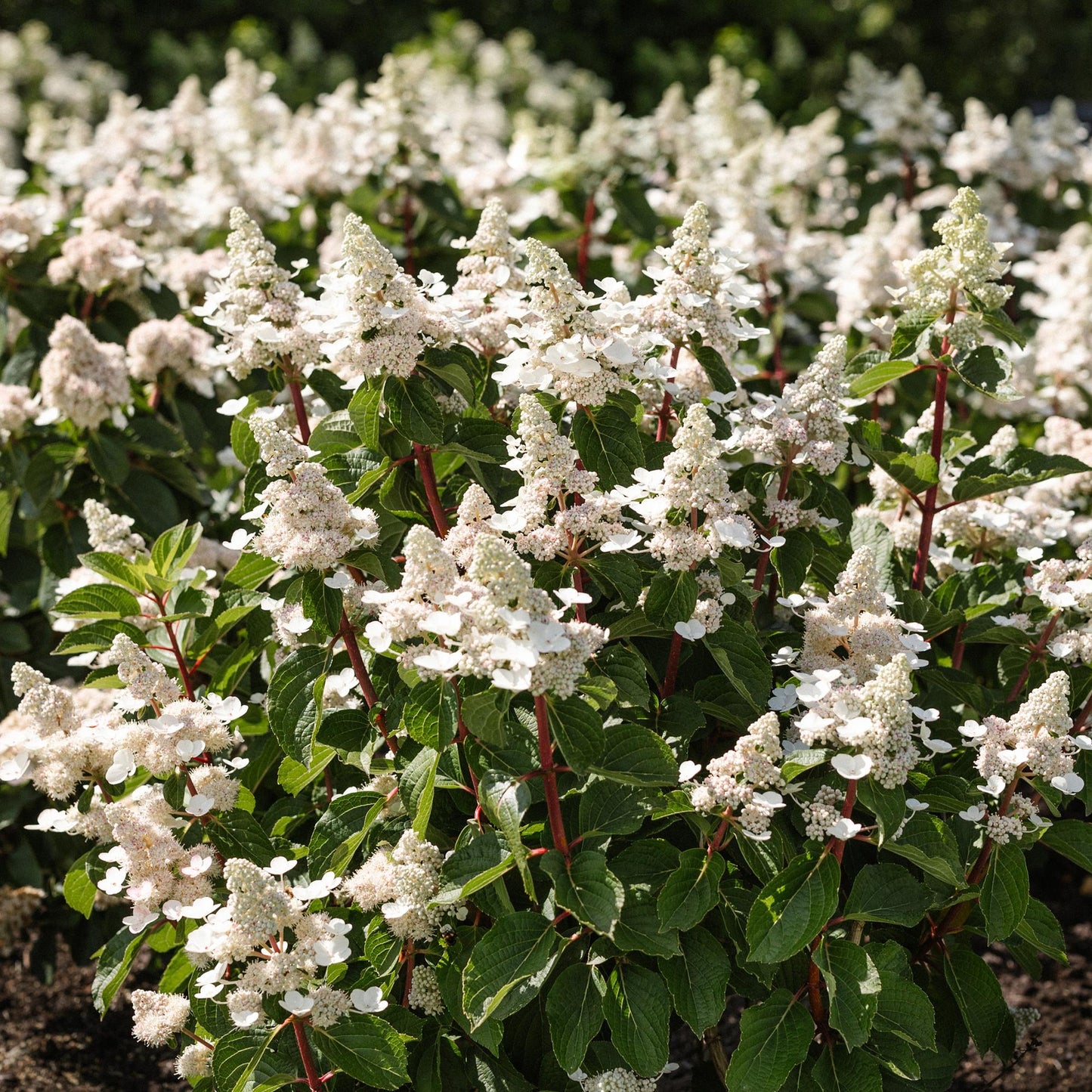 Hydrangea paniculata Living Infinity. Un massif d'hortensias paniculées aux fleurs blanches éclatantes, créant une ambiance élégante.