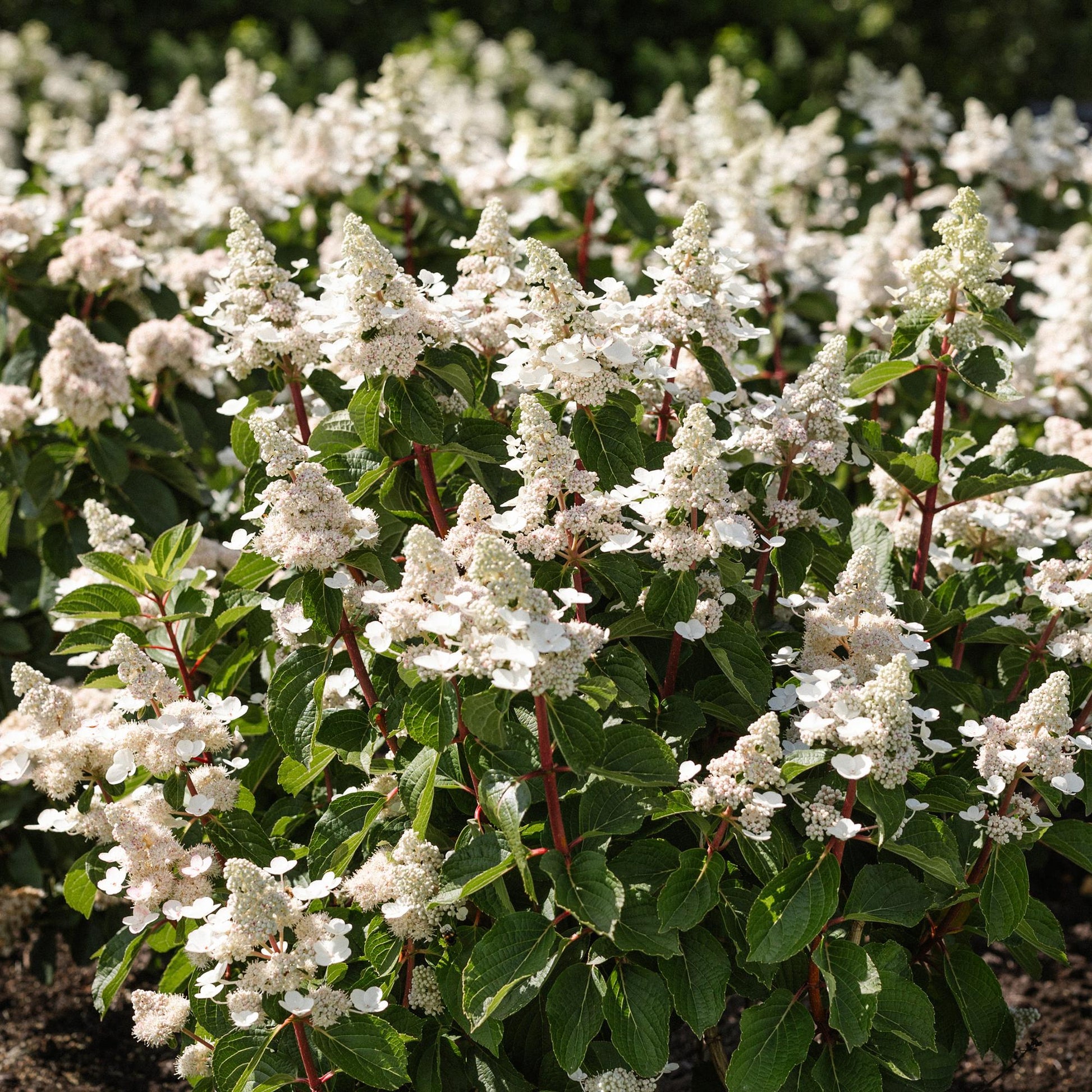 Hydrangea paniculata Living Infinity. Un massif d'hortensias paniculées aux fleurs blanches éclatantes, créant une ambiance élégante.