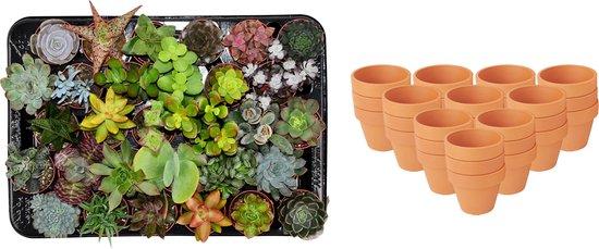 Mini succulentes mix en pot terracotta 8cm, lot de 30 plantes grasses d'intérieur variées, feuillage coloré