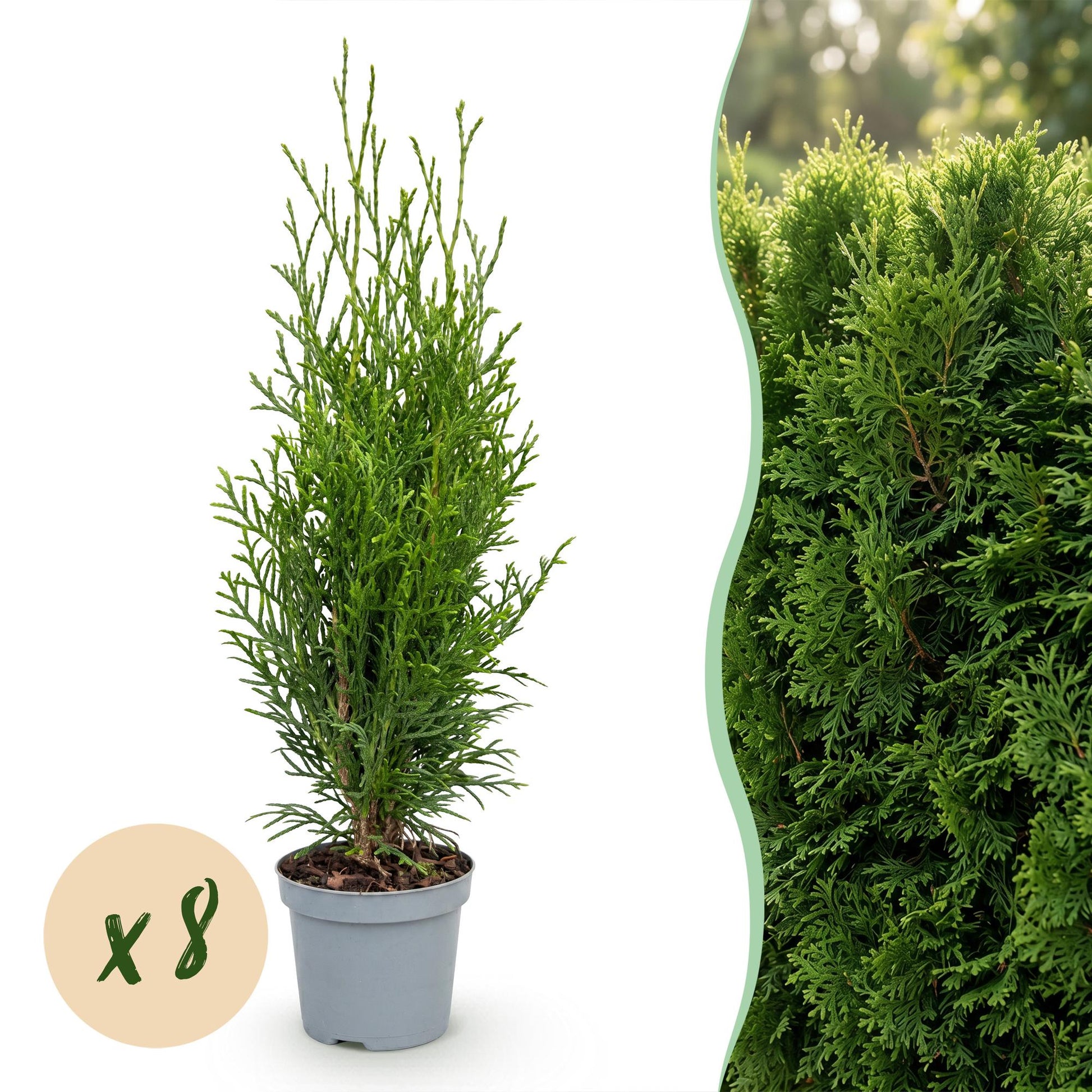 Thuja occidentalis Smaragd en pot, plant vert avec une bulle « x8 » indiquant 8 plantes, et à droite une haie de Thuja adulte.