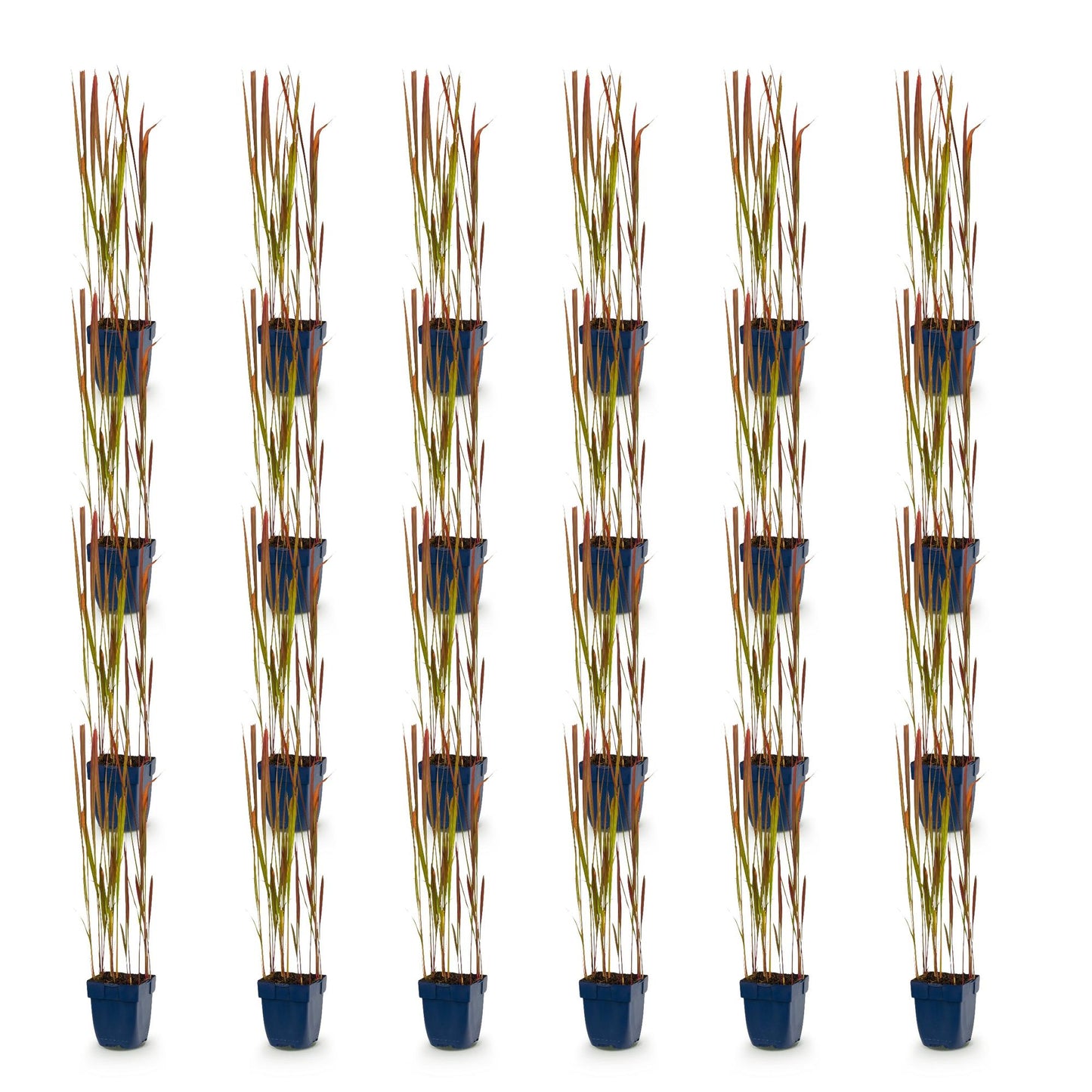 Imperata cylindrica Red Baron. Lot de vingt-quatre plants d'Herbe de sang japonaise en pots sur fond blanc, prêts à être plantés.
