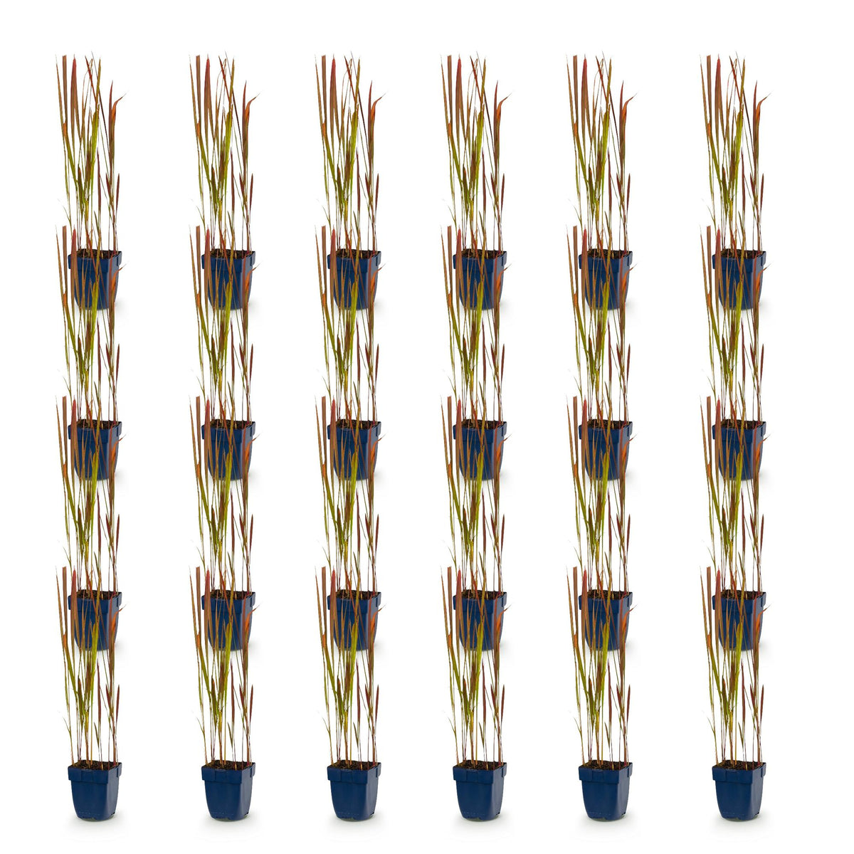 Imperata cylindrica Red Baron. Lot de vingt-quatre plants d'Herbe de sang japonaise en pots sur fond blanc, prêts à être plantés.