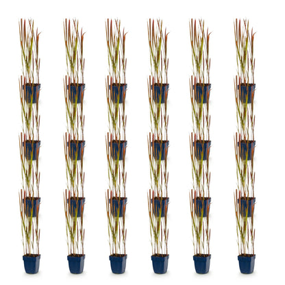 Imperata cylindrica Red Baron. Lot de vingt-quatre plants d'Herbe de sang japonaise en pots sur fond blanc, prêts à être plantés.