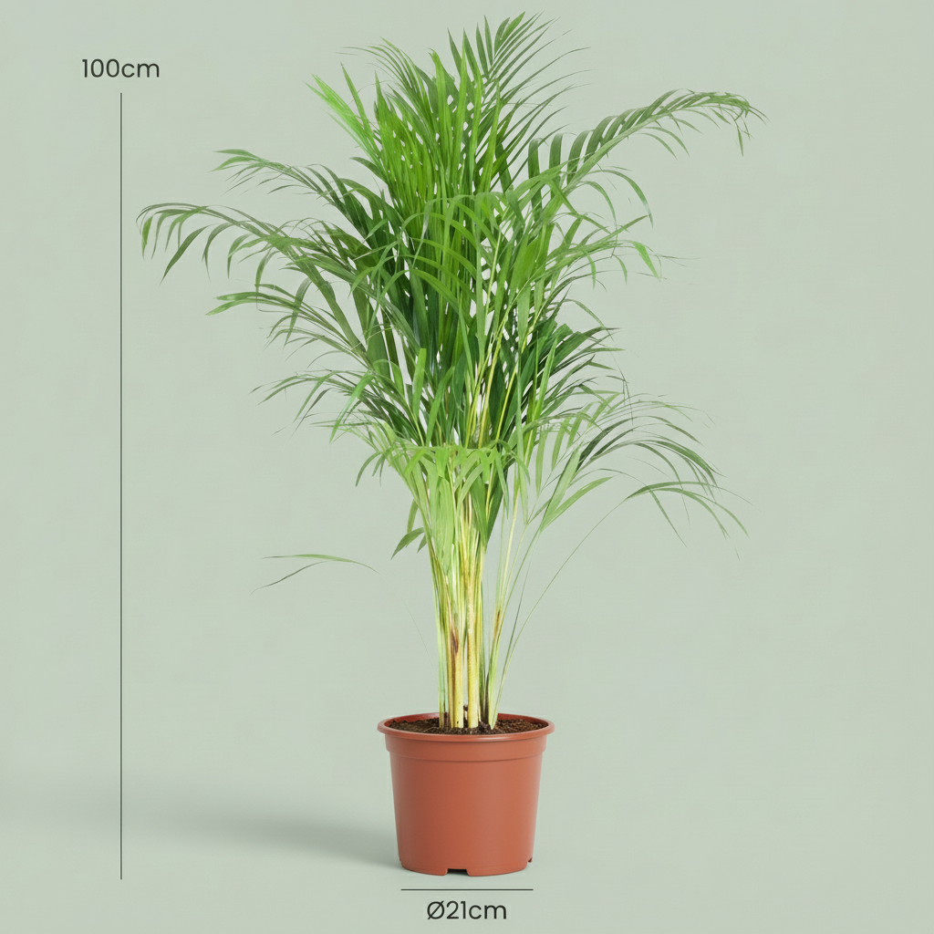 Areca Palm (dypsis) P21