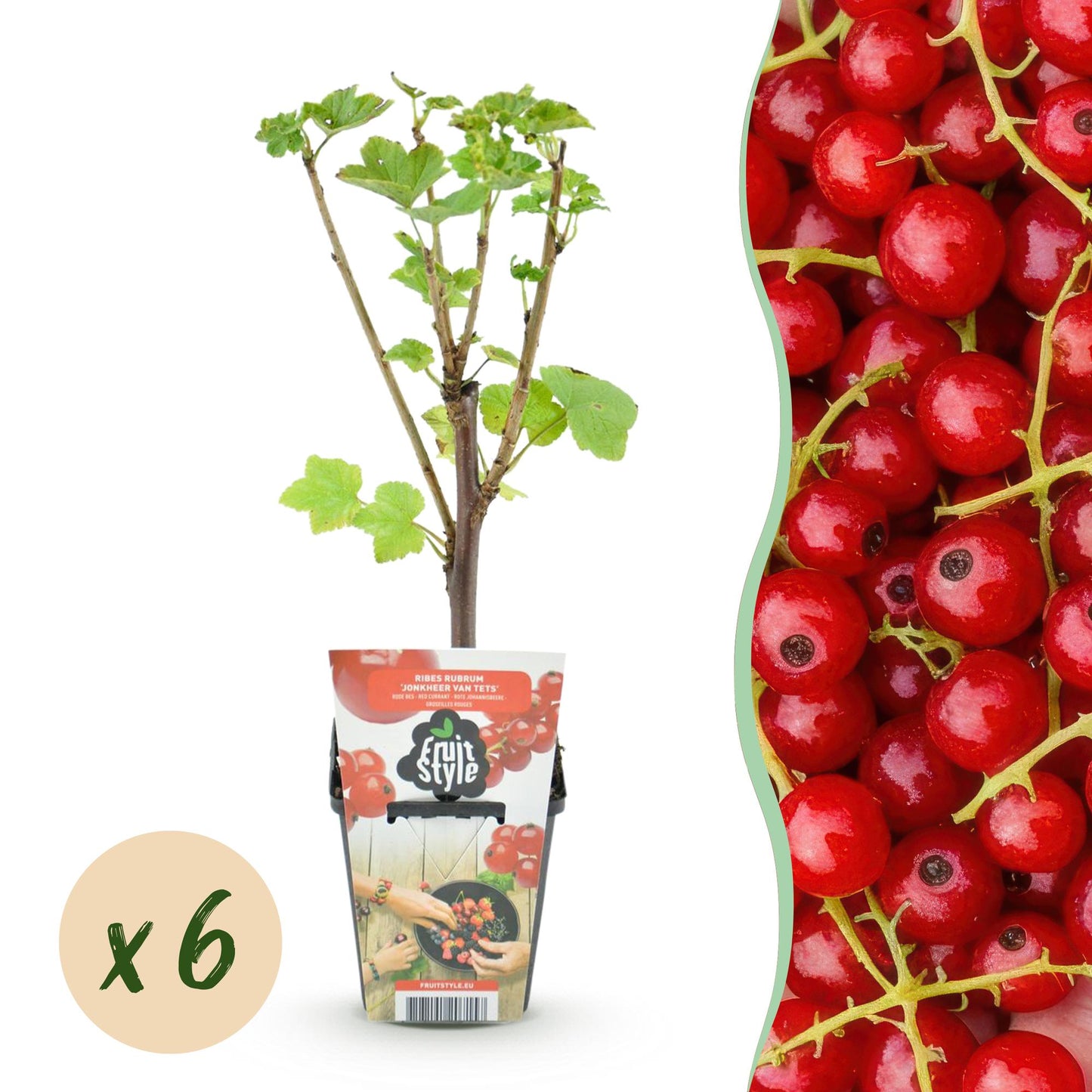 Ribes rubrum Jonkheer van Tets (groseillier à grappes), un jeune plant en pot avec une bulle jaune indiquant « x6 » pour 6 plants, et des ba