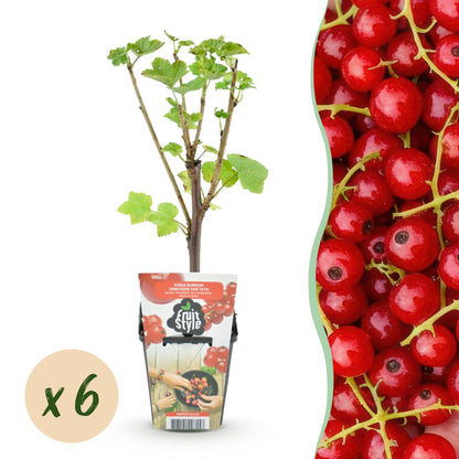 Ribes rubrum Jonkheer van Tets (groseillier à grappes), un jeune plant en pot avec une bulle jaune indiquant « x6 » pour 6 plants, et des ba