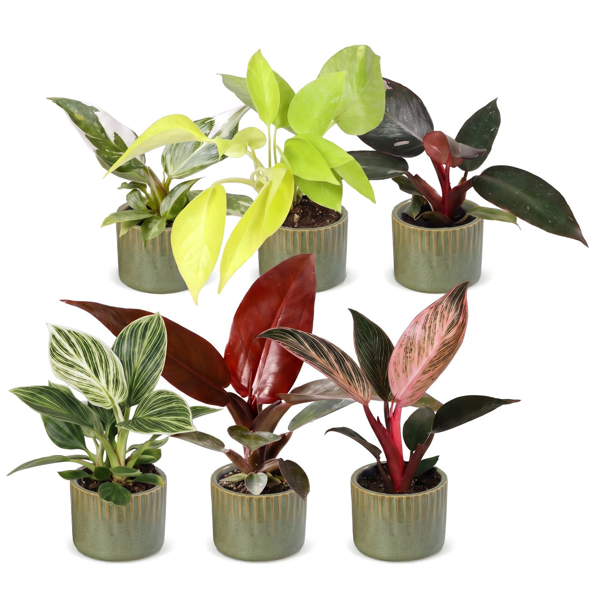 Lot de bébés Philodendron en pot de 6 cm, cache-pot vert olive