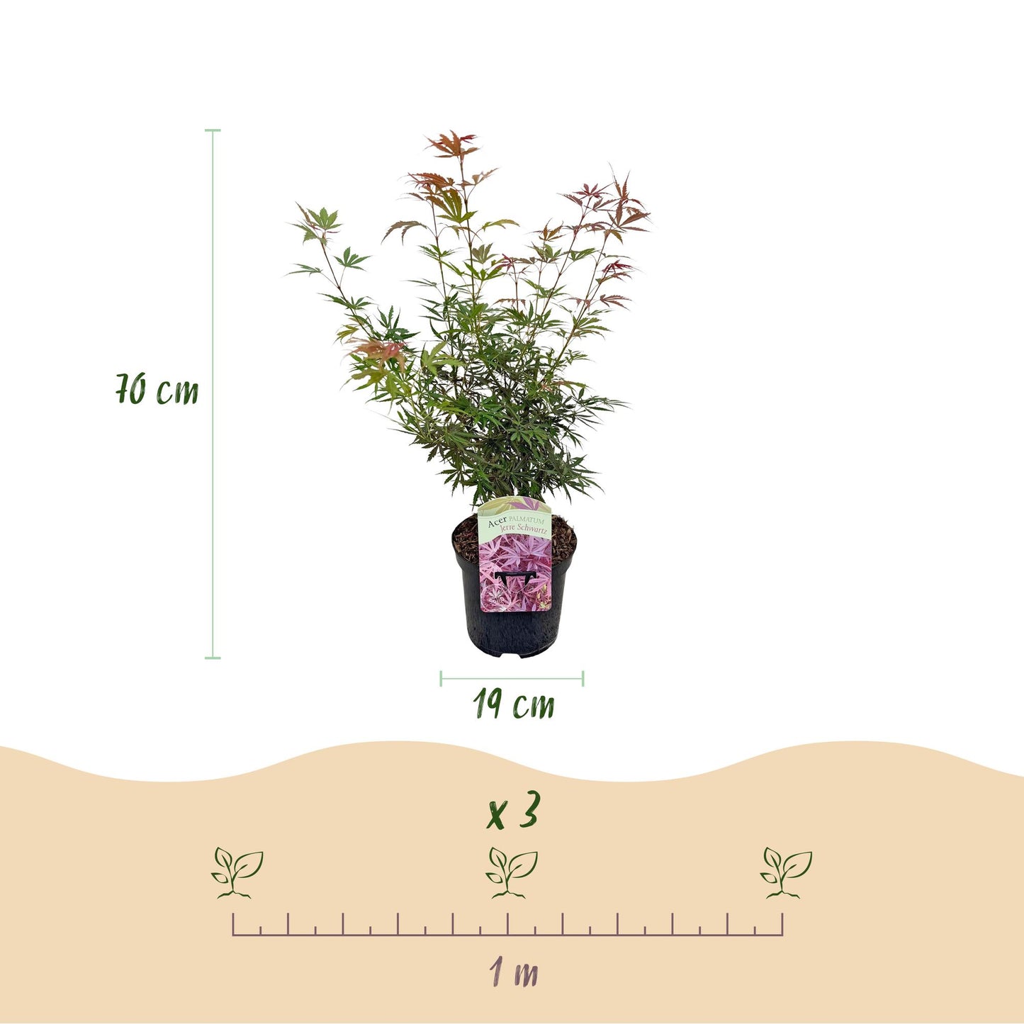 Érable du Japon Jerre Swarts. Schéma détaillé montrant la hauteur de la plante de 70 cm, le pot de 19 cm, et l'espacement de plantation de 1