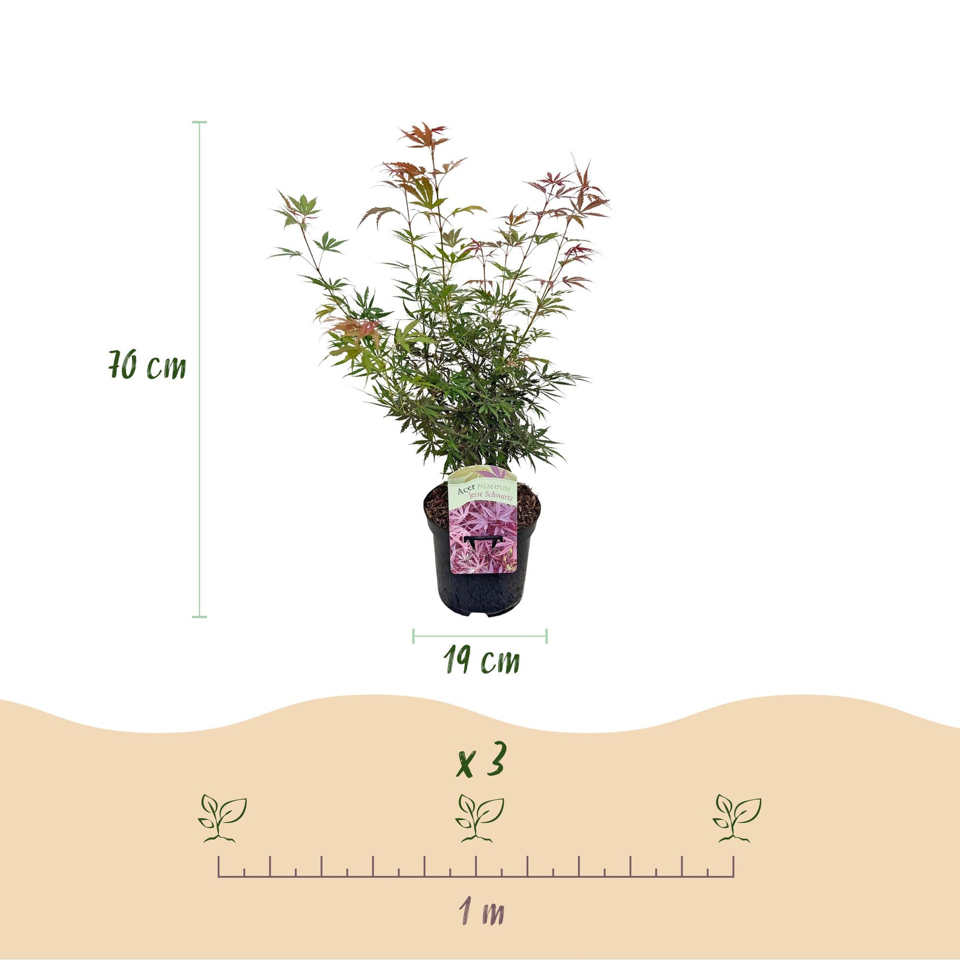 Érable du Japon Jerre Swarts. Schéma détaillé montrant la hauteur de la plante de 70 cm, le pot de 19 cm, et l'espacement de plantation de 1