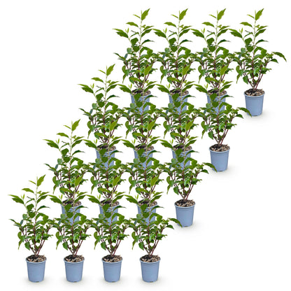 Prunus lusitanica Angustifolia : 16 jeunes plants de laurier portugais en pot de 9cm, avec un feuillage vert dense, disposés en rangées sur 