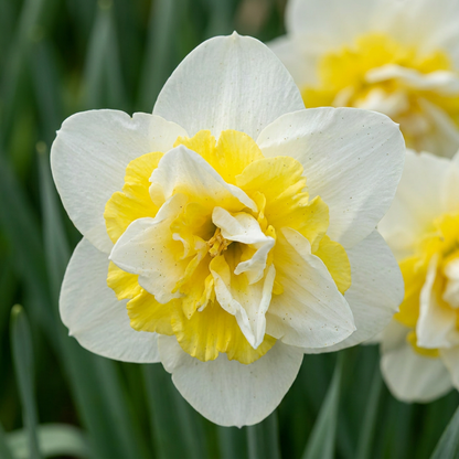Gros plan d'une fleur de Narcisse 'Ice King' aux pétales blancs et au cœur jaune double, en pleine floraison printanière.