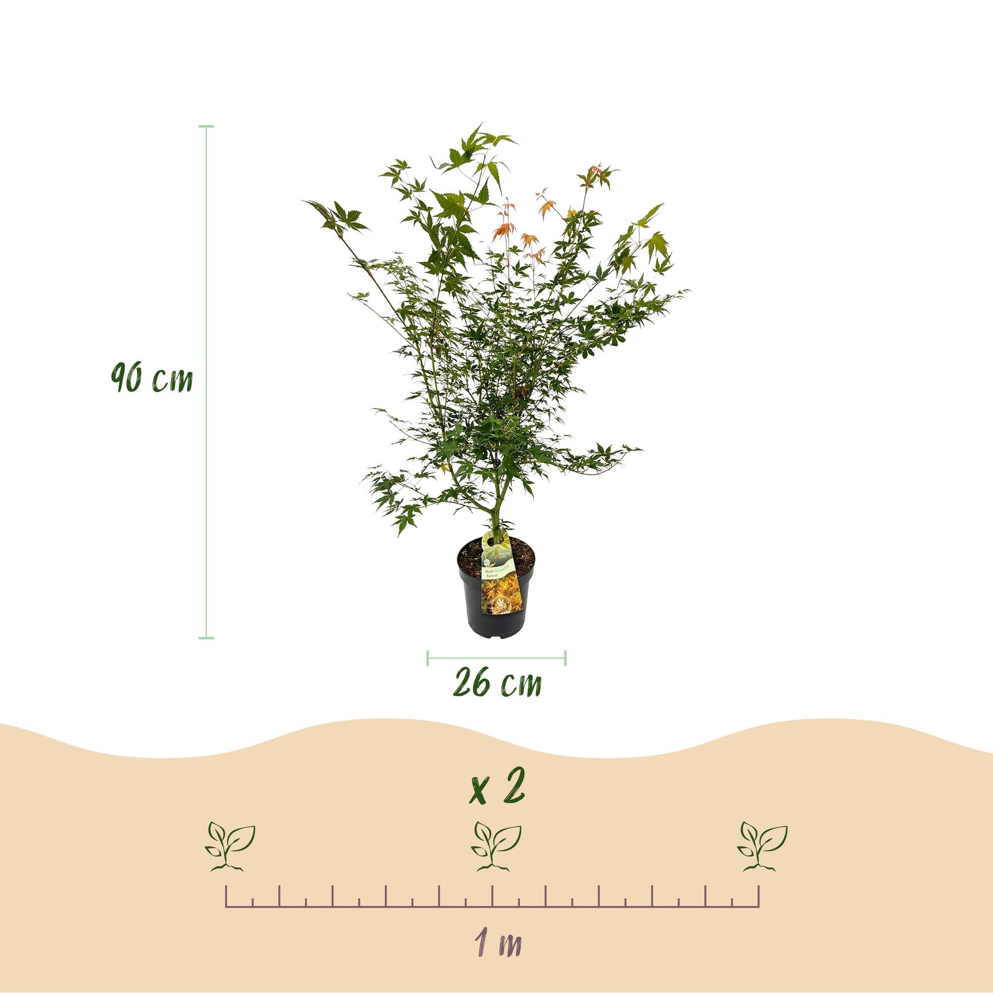 Acer palmatum Katsura. Infographie : Érable japonais en pot de 26 cm, 90 cm de haut. Schéma d'espacement de plantation : 1 m entre deux plan
