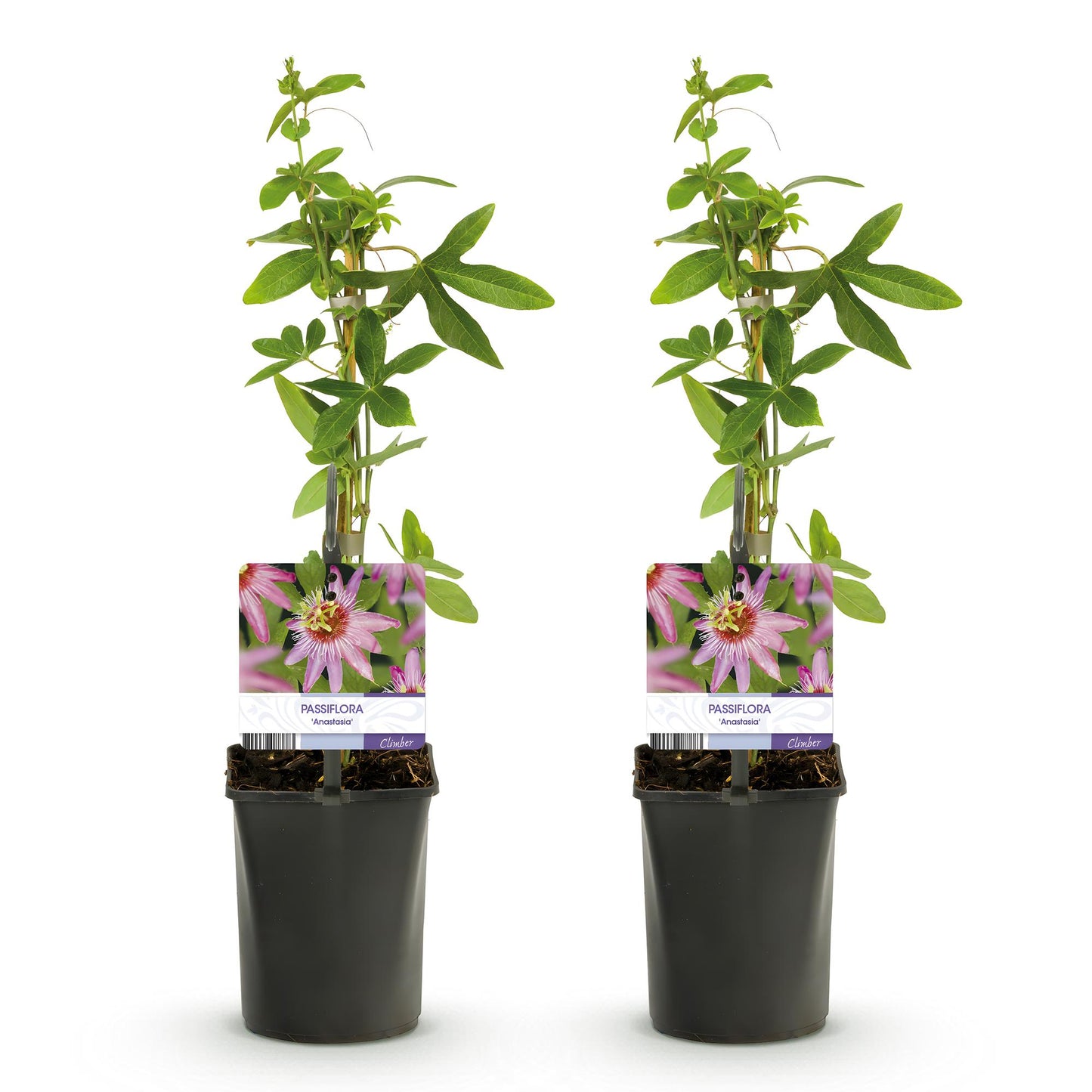 Passiflora Anastasia. Deux plants en pot, hauteur 40 cm, avec étiquettes montrant des fleurs roses, sur un fond blanc uni.