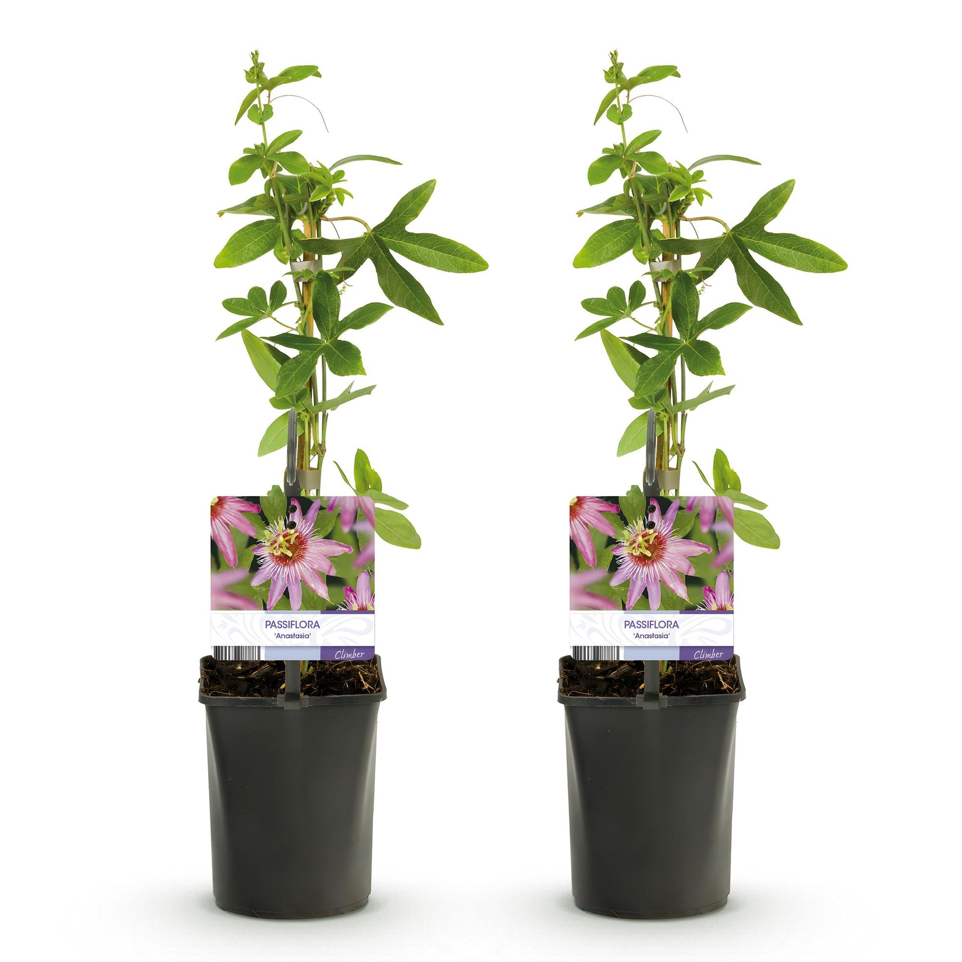 Passiflora Anastasia. Deux plants en pot, hauteur 40 cm, avec étiquettes montrant des fleurs roses, sur un fond blanc uni.