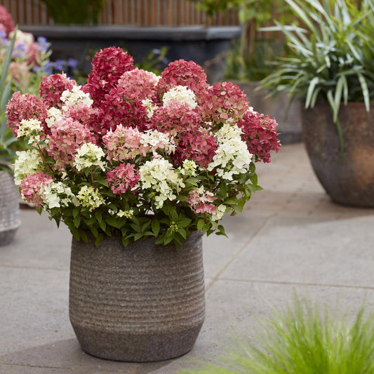 Hydrangea paniculata Groundbreaker Ruby, hortensia rustique, avec des fleurs roses et blanches en pot sur une terrasse ensoleillée.