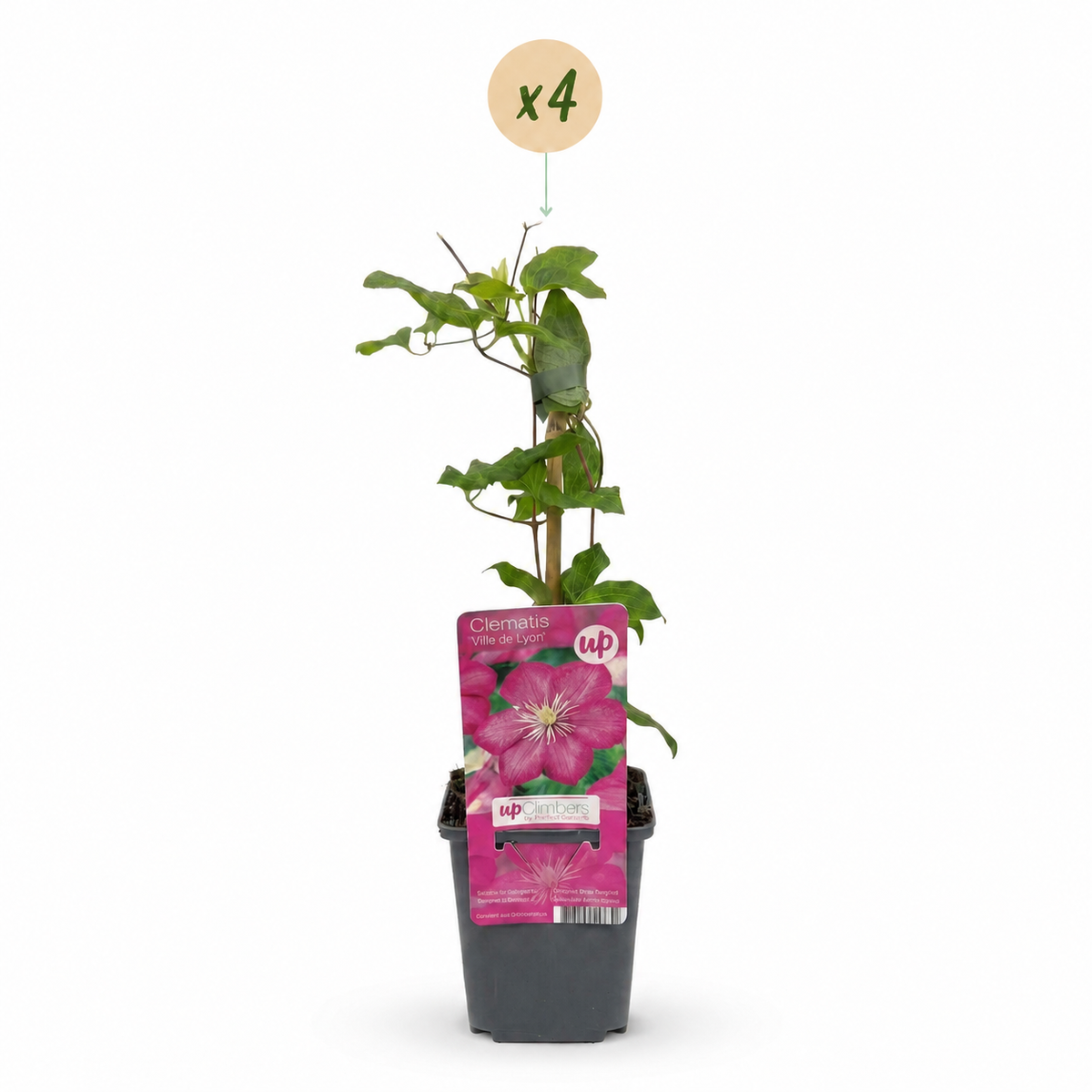 Clématite 'Ville de Lyon' - lot de 4 plants, pot Ø9 cm