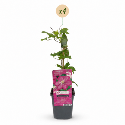 Clématite 'Ville de Lyon' - lot de 4 plants, pot Ø9 cm