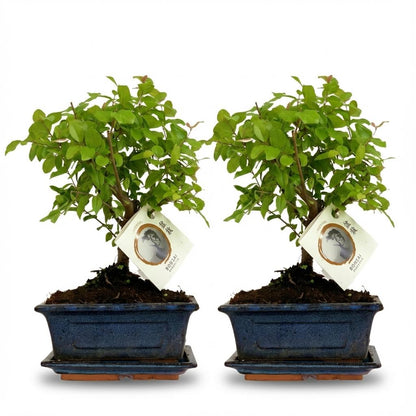 lot de 2 bonsai boule