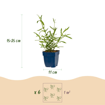 Verbena bonariensis Lollipop: schéma d'un plant en pot bleu, hauteur 15-25 cm, pot de 11 cm. Indique 6 plants par m².
