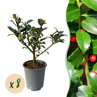 Ilex Blue Maid : un jeune plant en pot avec une bulle jaune indiquant « x8 », à côté d'un gros plan du feuillage vert et de baies rouges.