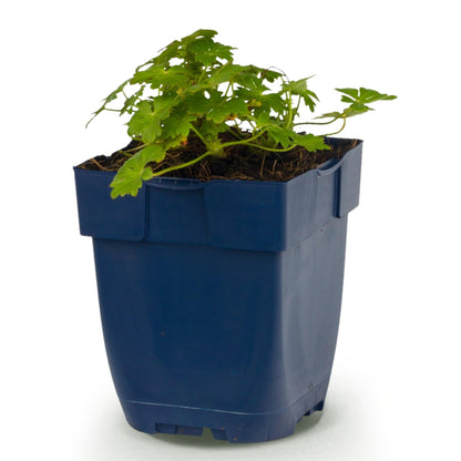 Géranium 'Spessart' - 1 plant en pot de 11 cm