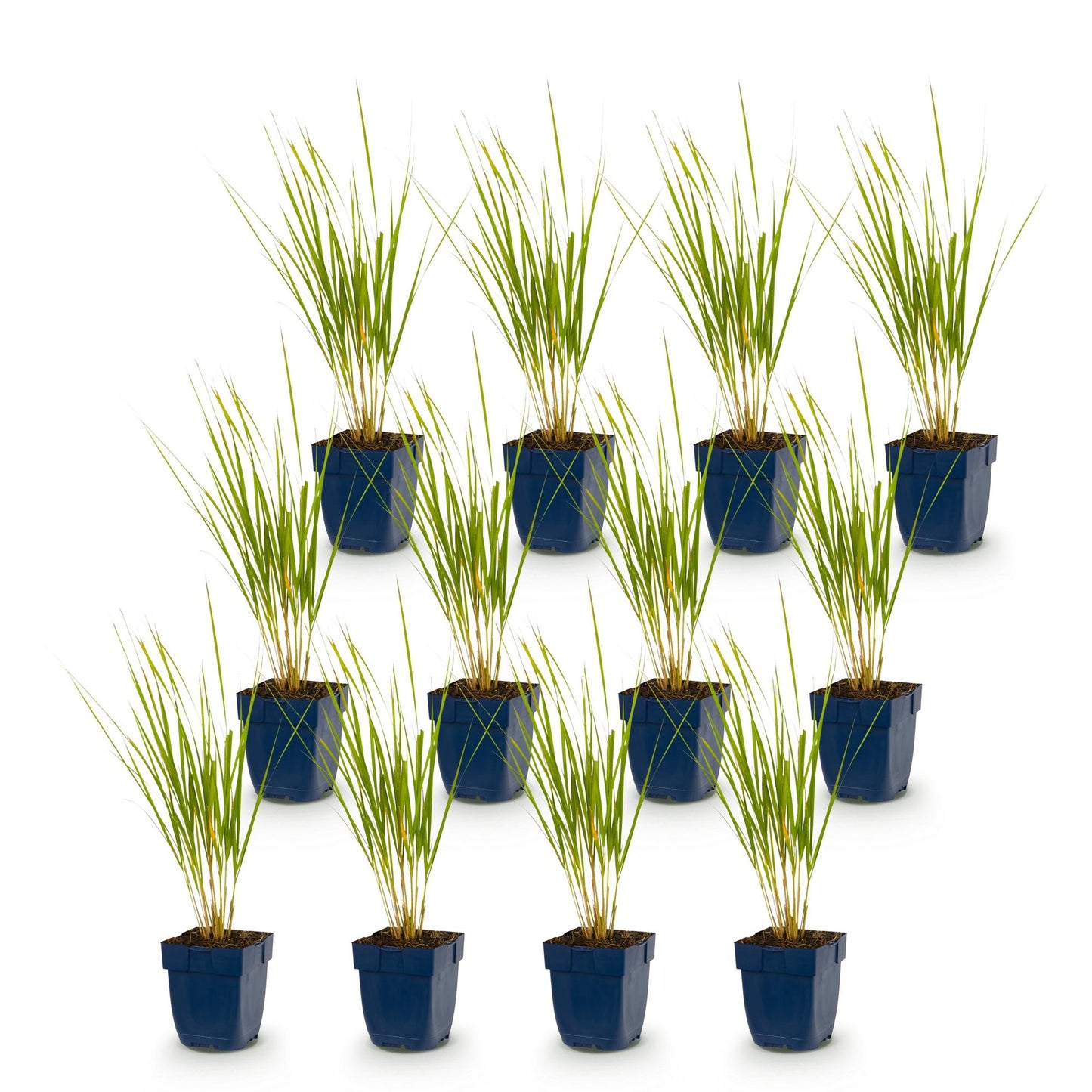 Calamagrostis Karl Foerster : Lot de douze graminées en pots de 11cm, herbe ornementale avec un feuillage fin et dressé sur fond blanc.