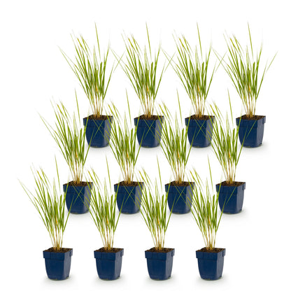 Calamagrostis Karl Foerster : Lot de douze graminées en pots de 11cm, herbe ornementale avec un feuillage fin et dressé sur fond blanc.