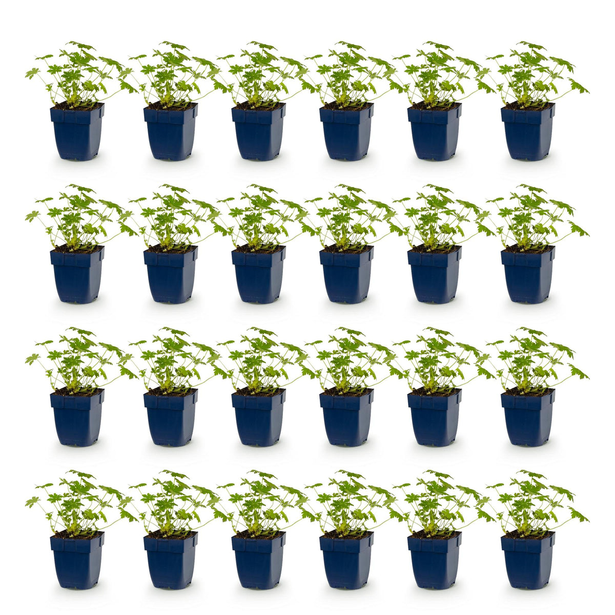 Géranium 'Ingwersen's Variety' - lot de 24 plants en pot de 11 cm