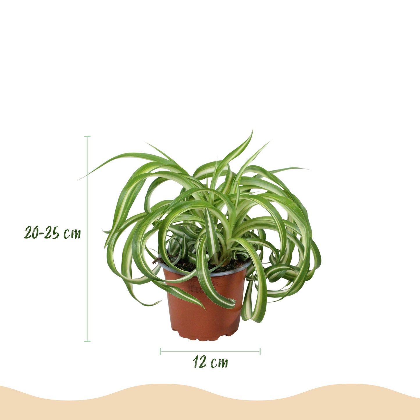 Plante d'intérieur - Chlorophytum comosum Bonnie - Lys de la paix ondulé - Plante amie des animaux - Vert - 1 Plante - avec Panier - Pot de 12 cm - Hauteur 20 cm