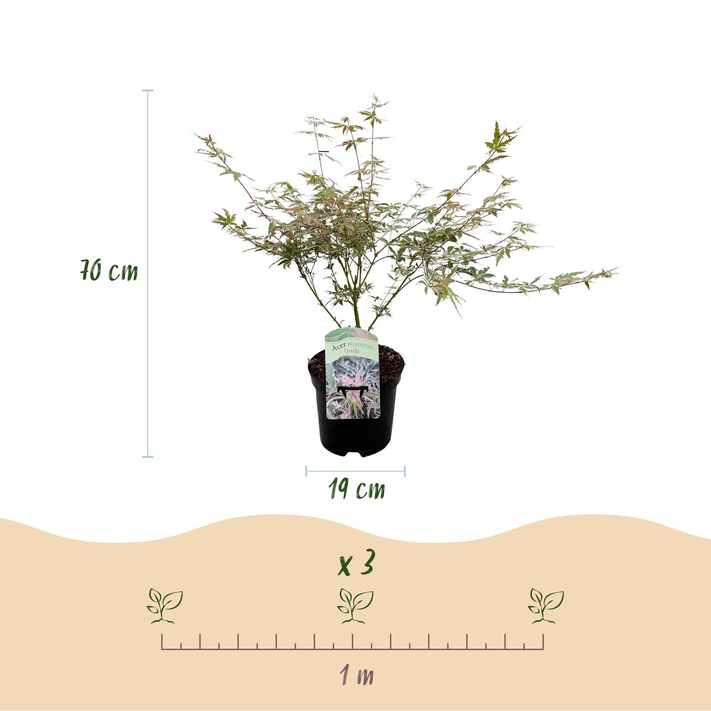 Érable du Japon Acer palmatum Iyoshi rose, dimensions avec hauteur 70 cm et pot 19 cm, et espacement de plantation de 1 mètre pour 3 plants.