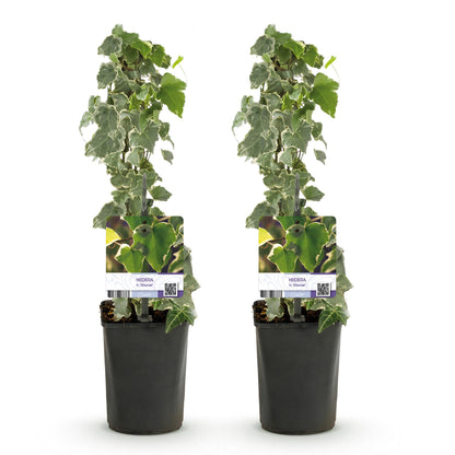 Hedera helix 'Glacier' lot de 2 plants en pot noir, feuillage vert et blanc sur fond blanc uni, parfait pour grimper.