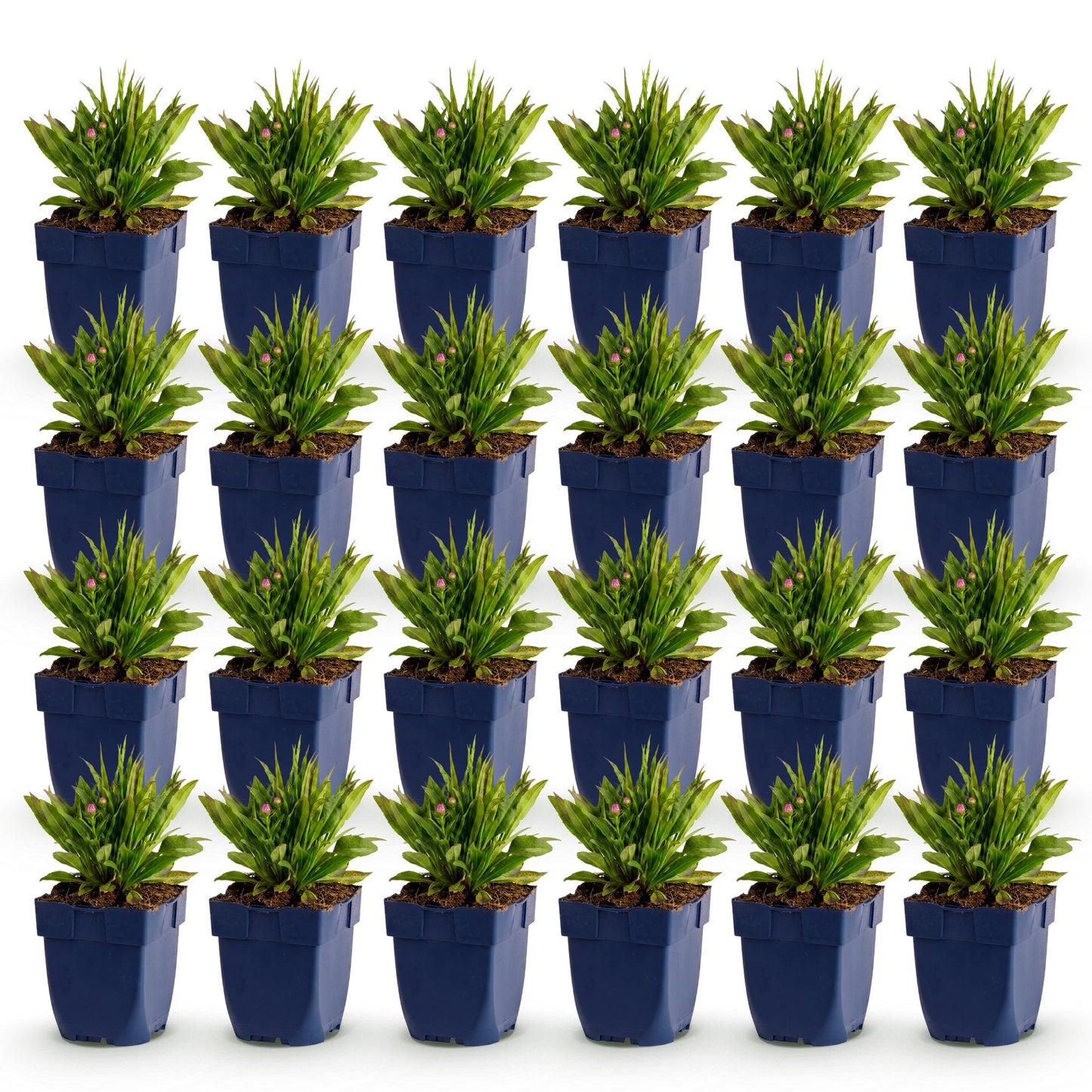 Aster Wood's Pink en pots de 11cm, plusieurs plants alignés sur un fond blanc uni, prêts à être plantés en extérieur.