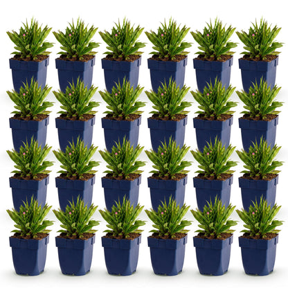 Aster Wood's Pink en pots de 11cm, plusieurs plants alignés sur un fond blanc uni, prêts à être plantés en extérieur.