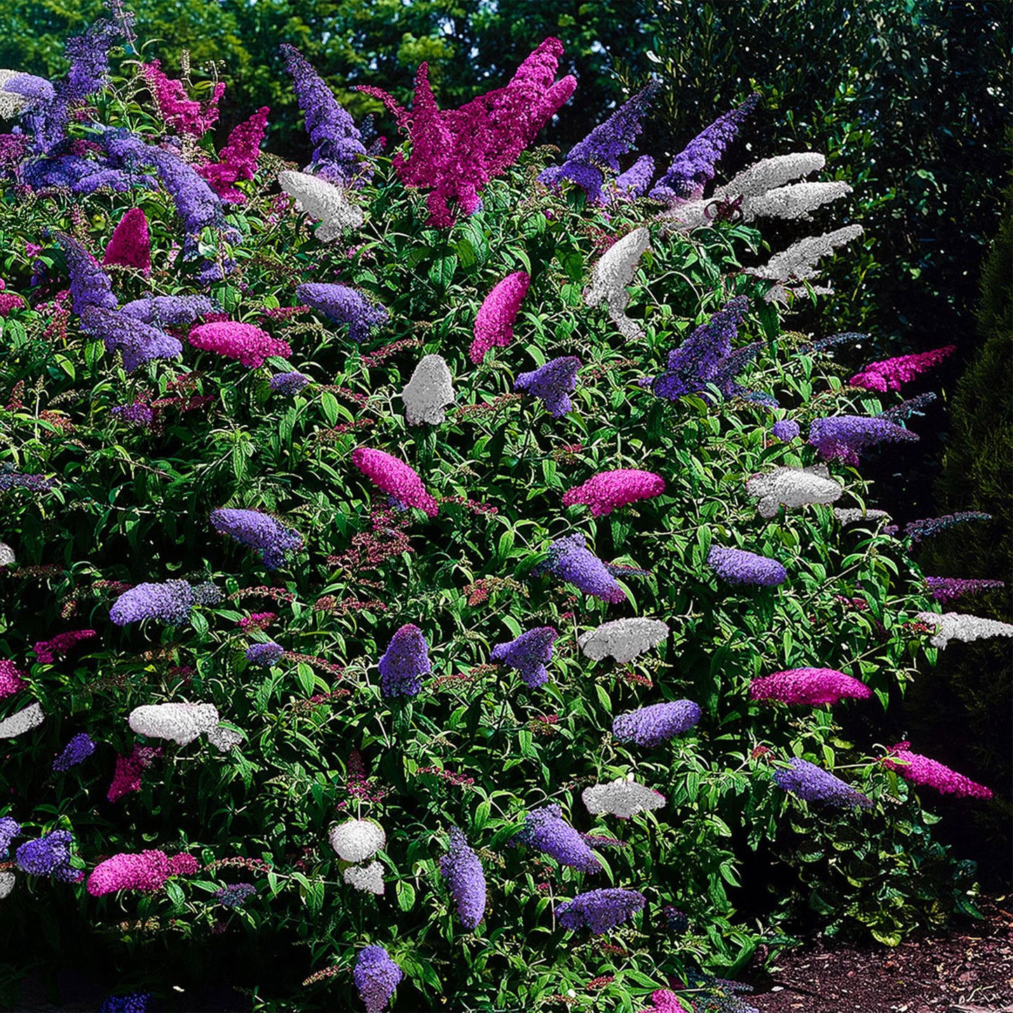 Buddleja davidii Tricolour, arbuste à papillons avec de nombreuses fleurs roses, blanches et violettes, dans un jardin ensoleillé.