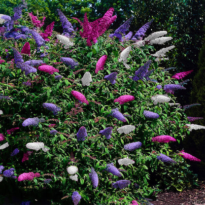Buddleja davidii Tricolour, arbuste à papillons avec de nombreuses fleurs roses, blanches et violettes, dans un jardin ensoleillé.