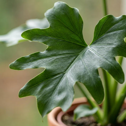 Plante d'intérieur - Philodendron - Philodendron Lickety split - Vert - Entretien facile - 1 Plante - Pot 19cm - Hauteur 70cm