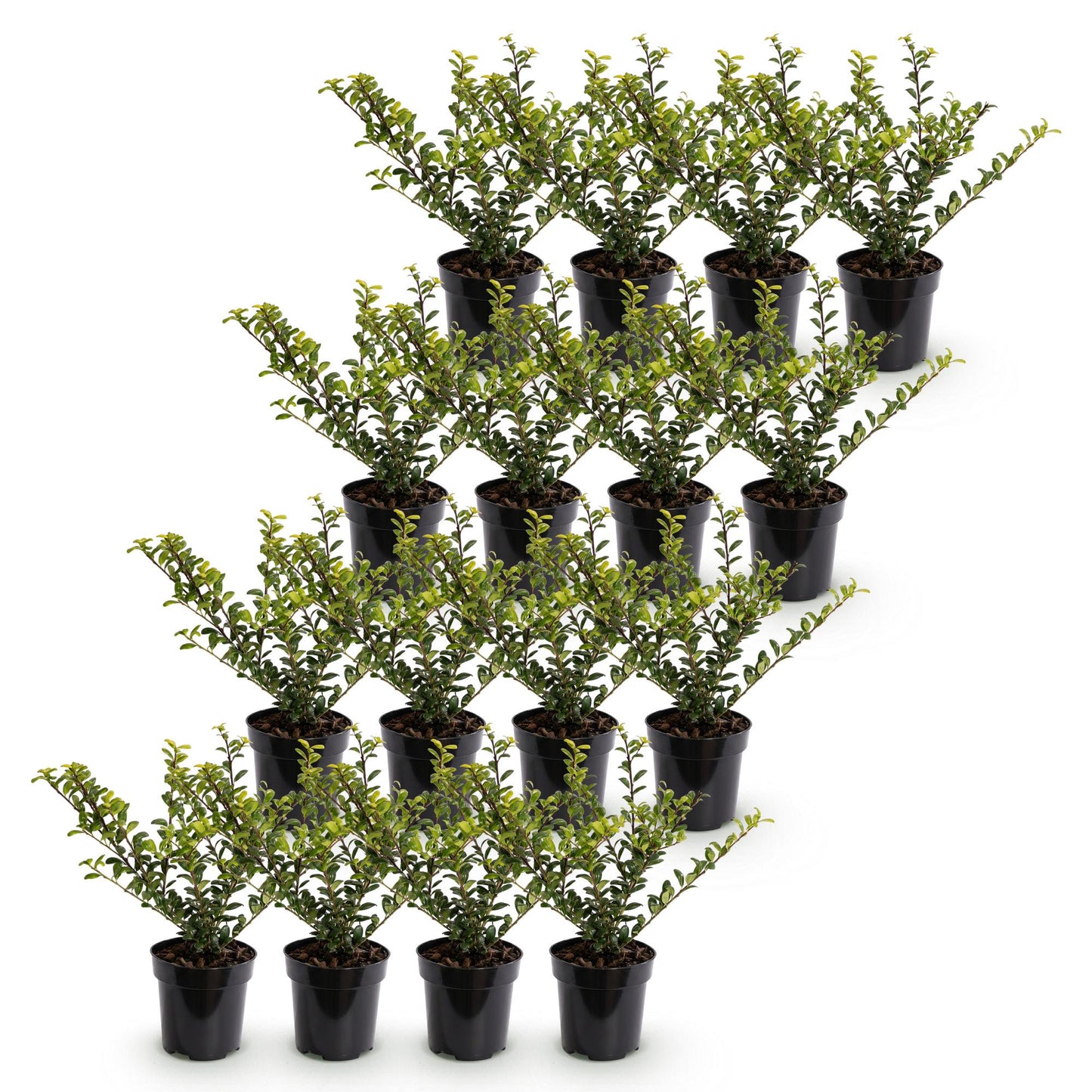 Ilex crenata Golden Gem : 18 jeunes plants de Houx Japonais en pot, alignés sur fond blanc. Feuillage vert clair et dense.