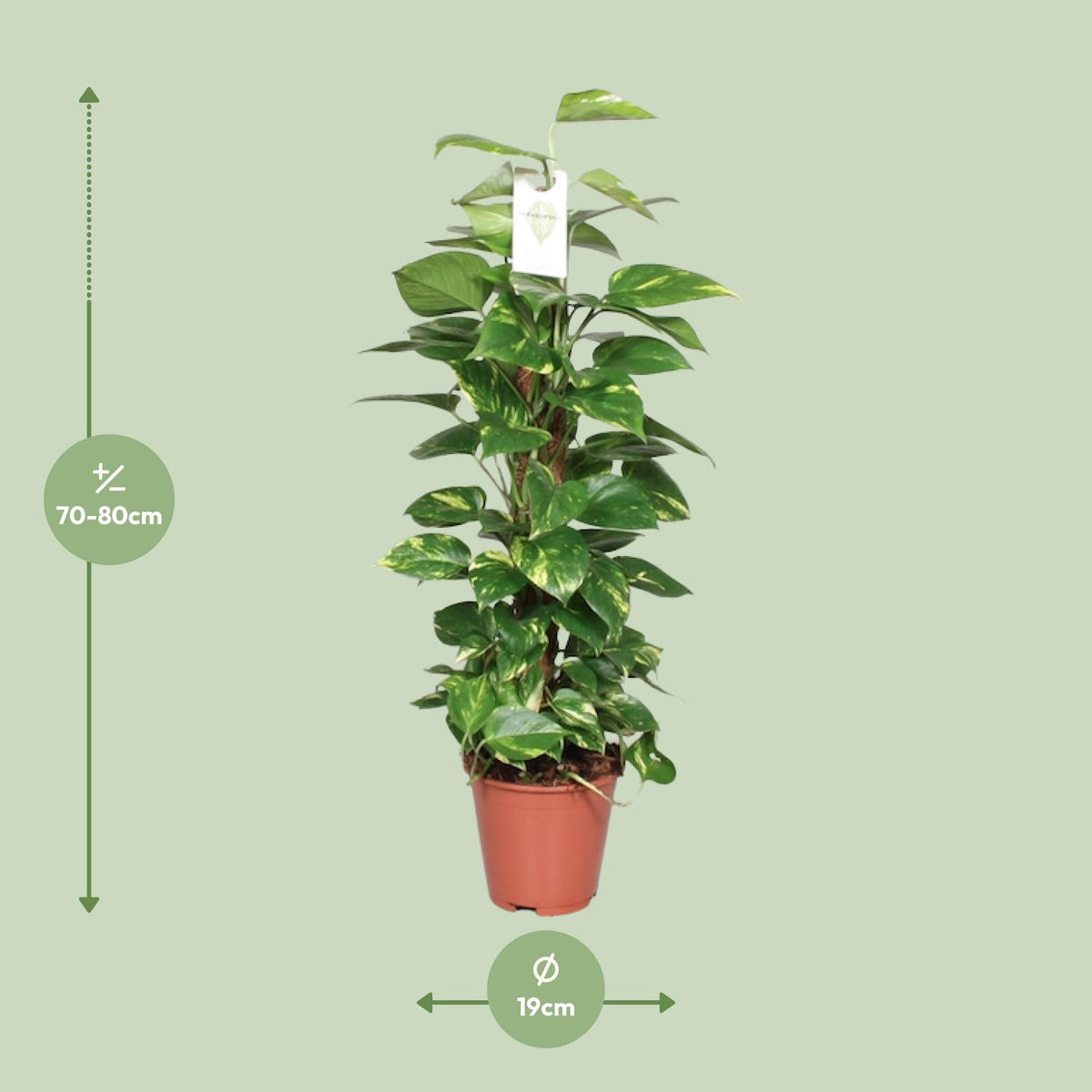 Dimensions de l'Epipremnum pinnatum livré : pot de 19 cm et hauteur de 80 cm